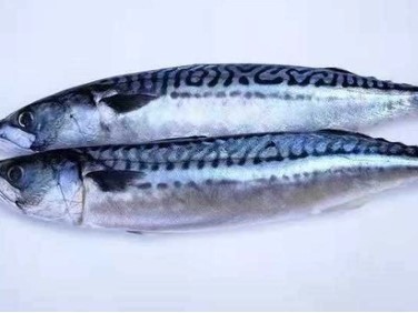 mackerel mackerel